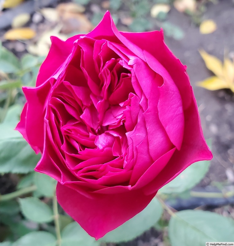 'Like No Other' rose photo
