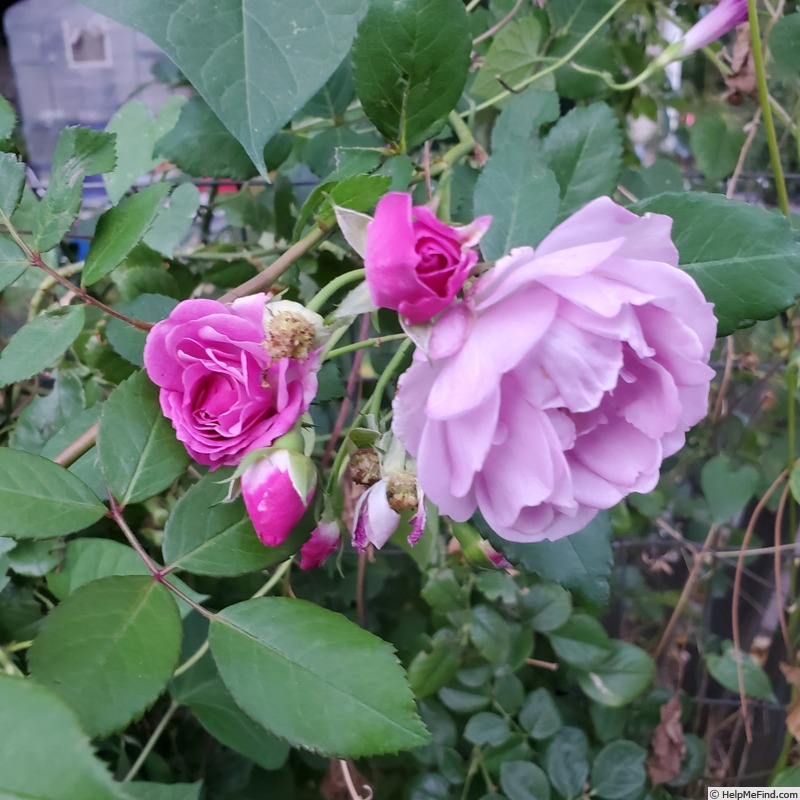'Rise Up Lilac Days™' rose photo