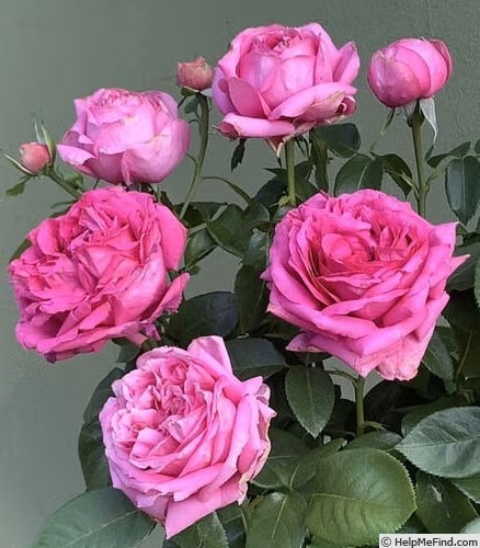 'Natalie Douglas' rose photo