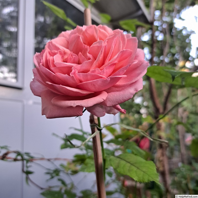'Sir Lancelot (floribunda, Harkness, 2000)' rose photo