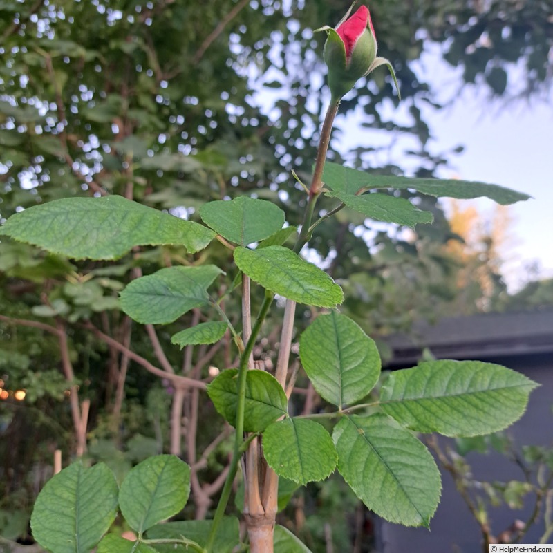 'Château de Canon®' rose, click to enlarge 'Château de Canon®' rose photo