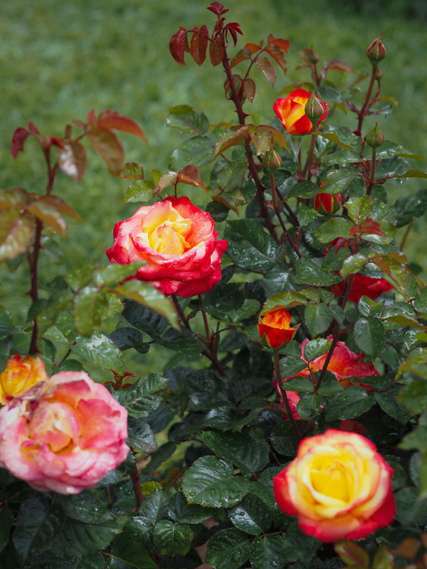 'KO 15/3839-08' rose photo