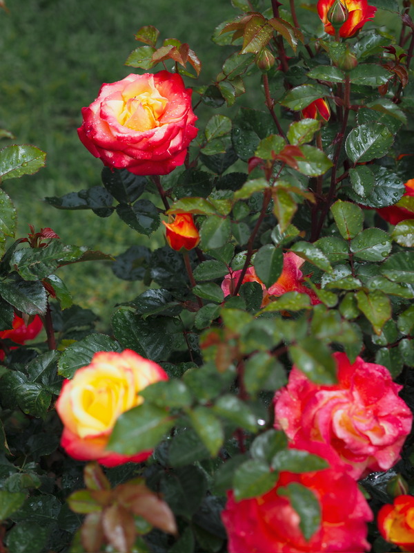'KO 15/3839-08' rose photo