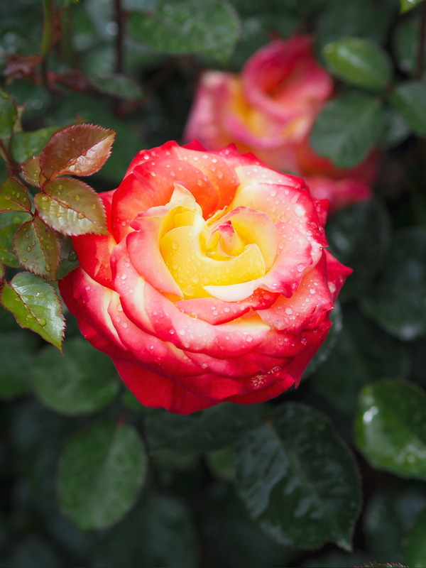 'KO 15/3839-08' rose photo