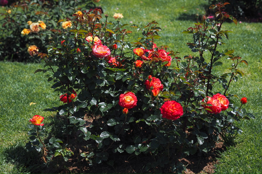 'KO 15/3839-08' rose photo