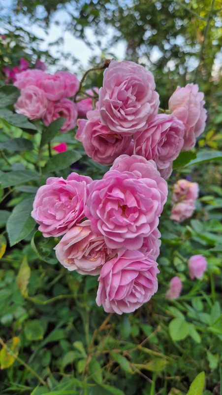 'Mörsjaroos' rose photo