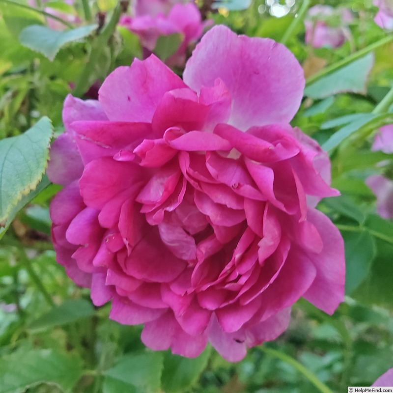 'Sultry Night ™' rose photo