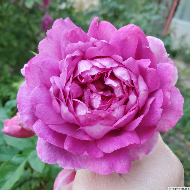 'Sultry Night ™' rose photo