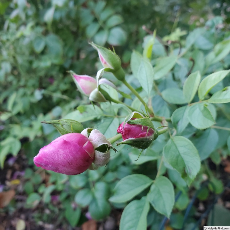 'Sultry Night ™' rose photo
