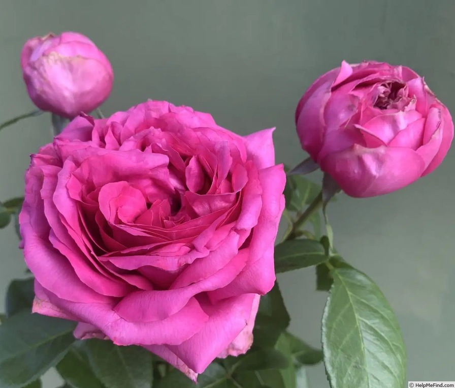 'Natalie Douglas' rose, click to enlarge 'Natalie Douglas' rose photo