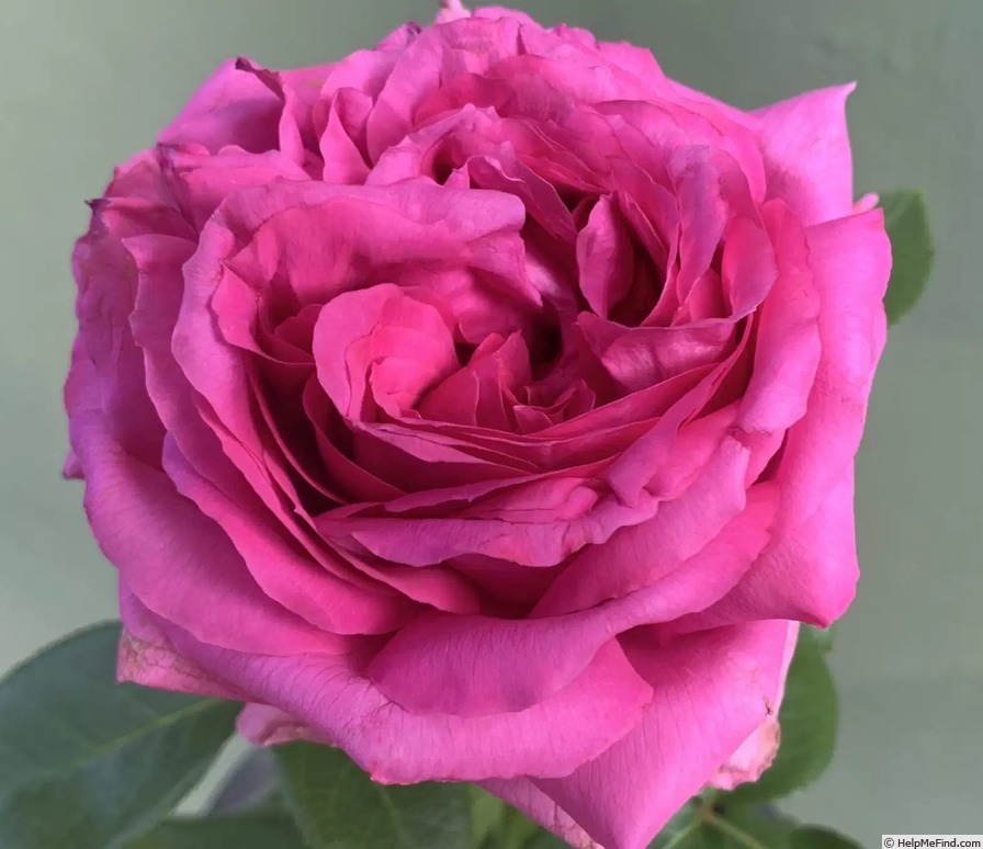 'Natalie Douglas' rose, click to enlarge 'Natalie Douglas' rose photo