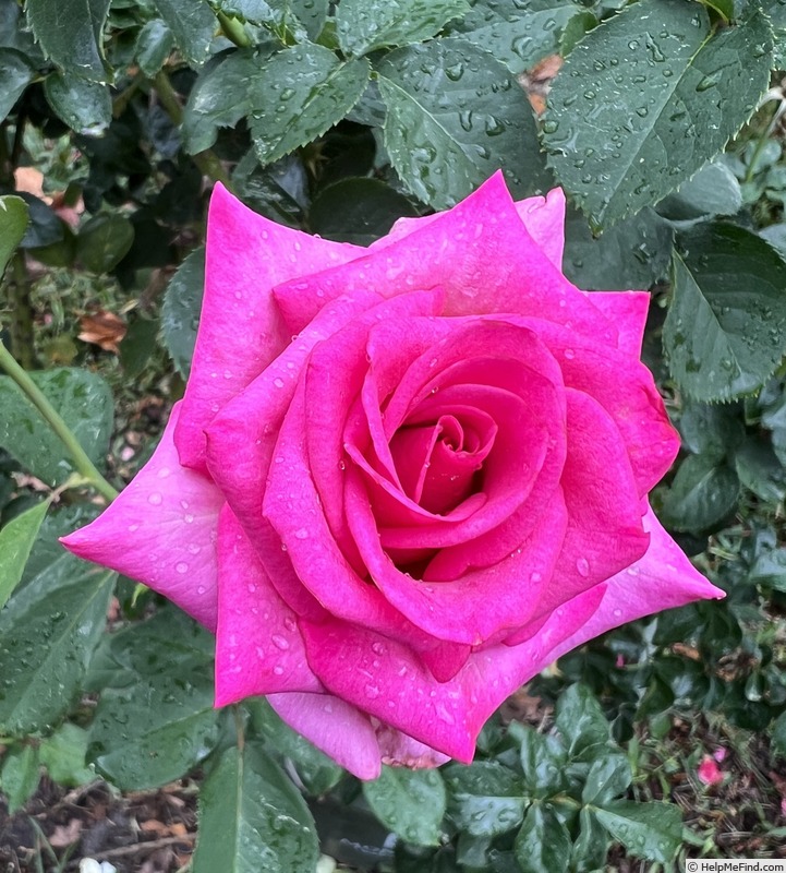 'Vincent' rose photo