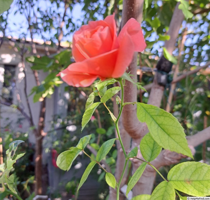 'Favorite (floribunda, Lens 1980)' rose photo