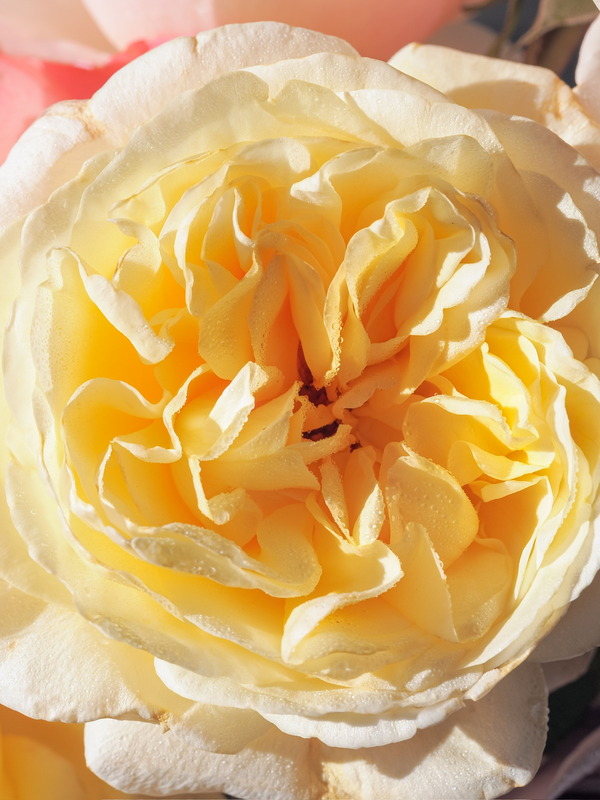 'Moonlight Romantica ®' rose photo