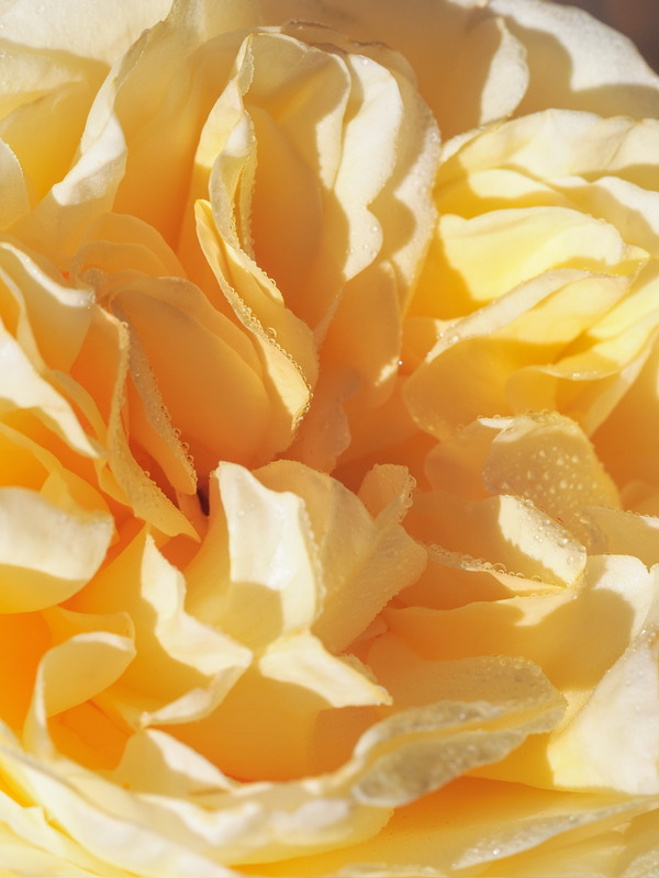 'Moonlight Romantica ®' rose photo