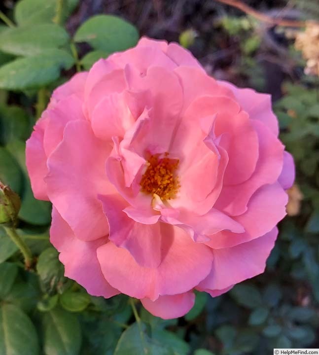 'Pacific Wonderland' rose photo