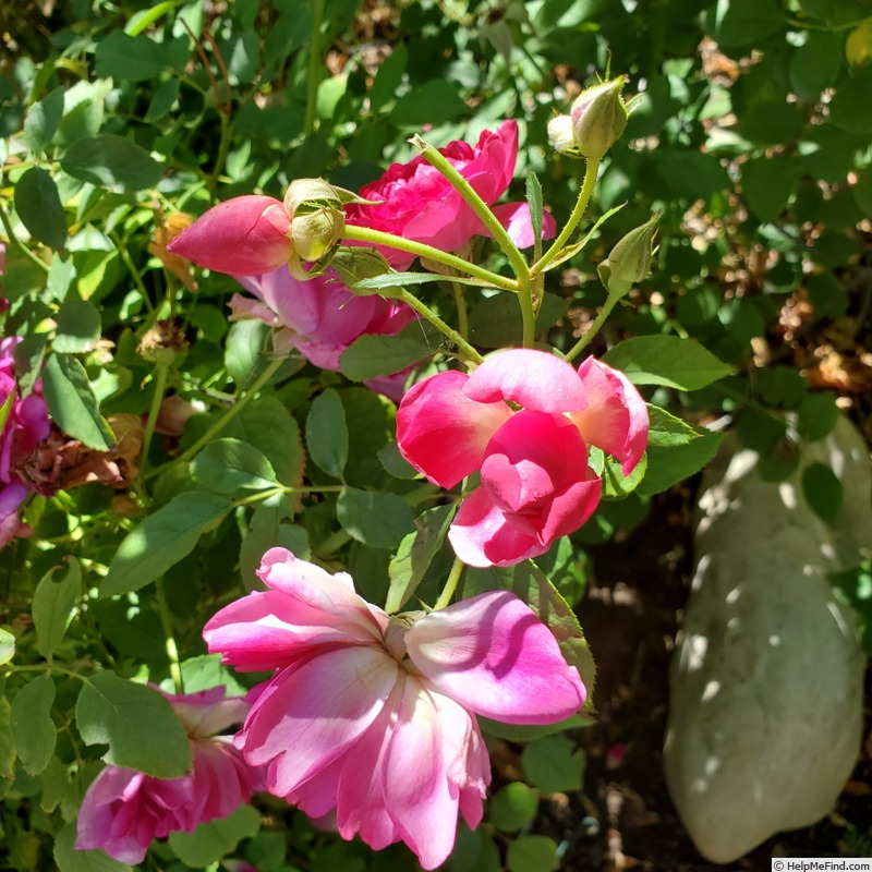 'Sultry Night ™' rose photo