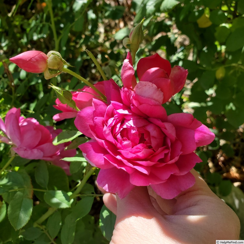 'Sultry Night ™' rose photo