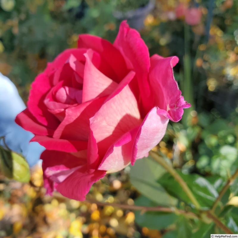 'Mauvelous' rose, click to enlarge 'Mauvelous' rose photo