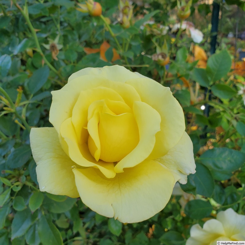 'True Friendship' rose, click to enlarge 'True Friendship' rose photo