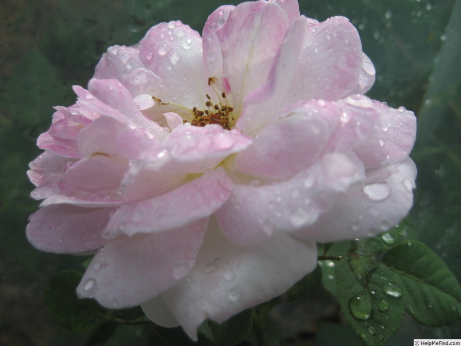 'Bellissimo Mum' rose photo