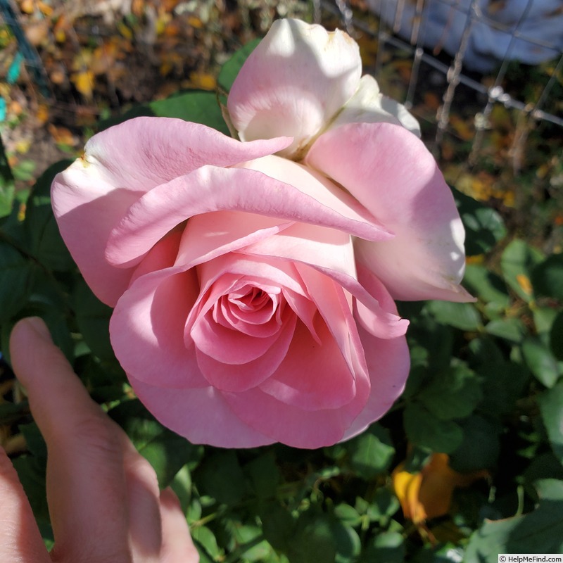 'Falling in Love ™' rose photo