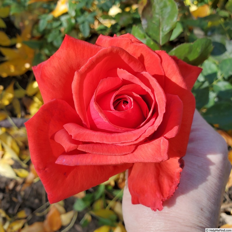 'Dolly Parton' rose photo