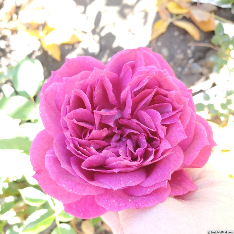 'Like No Other' rose, click to enlarge 'Like No Other' rose photo