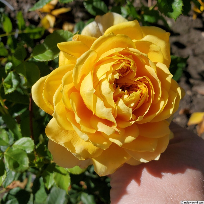 'Golden Zest ™' rose photo