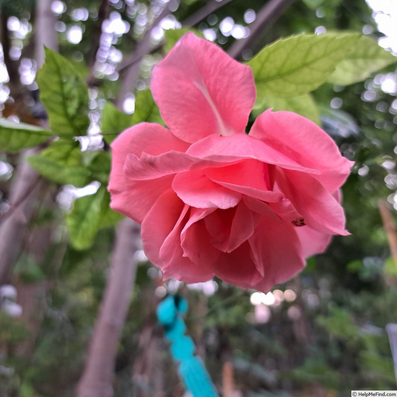 'Favorite (floribunda, Lens 1980)' rose photo