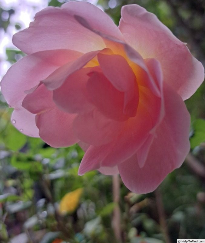 'Pink Chantilly ®' rose photo