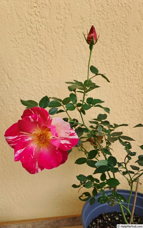 'E02-1' rose photo