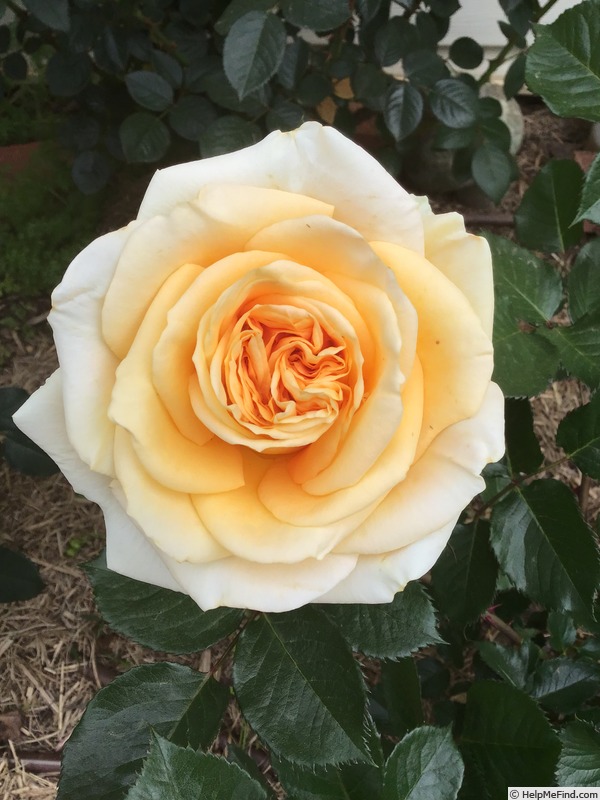 'Shooting Star (Hybrid Tea, Evers/Tantau, Before 2007)' rose photo