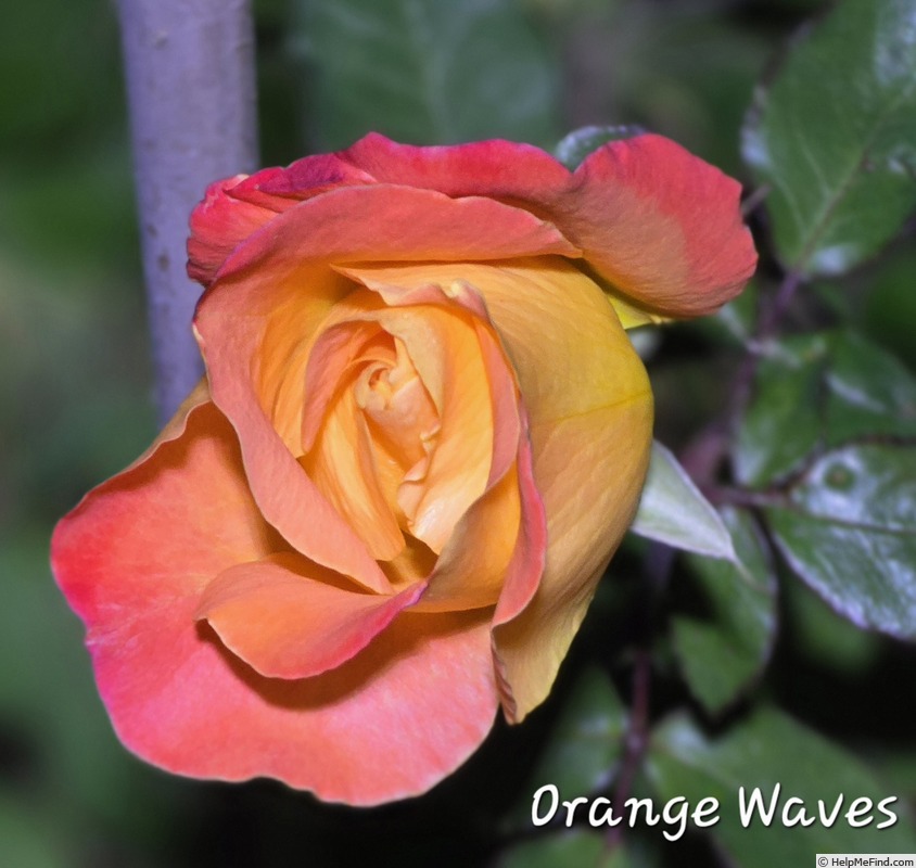 'Orange Waves' rose photo