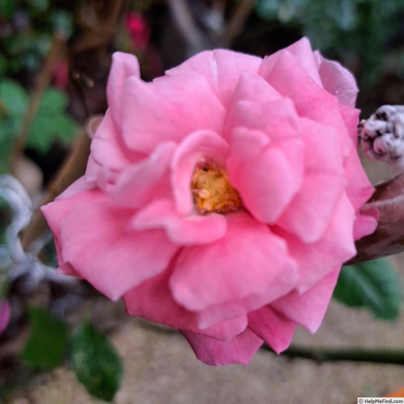 'Rigo Bonapart ®' rose photo