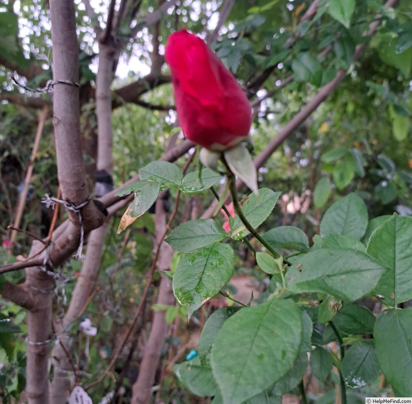 'Lolita Lempicka ®' rose, click to enlarge 'Lolita Lempicka ®' rose photo