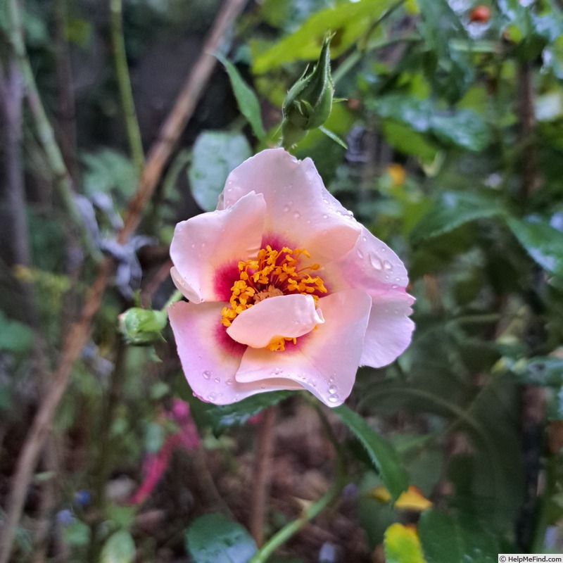 'See You in Red ®' rose photo