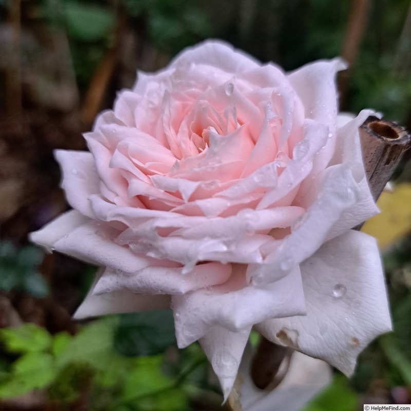 'Catherine Frot ®' rose, click to enlarge 'Catherine Frot ®' rose photo