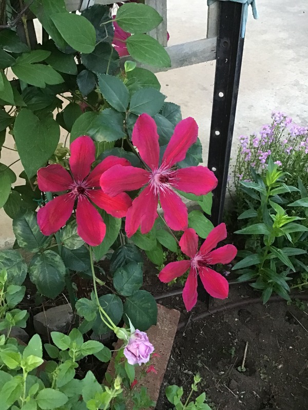 'Allanah' clematis, click to enlarge 'Allanah' clematis photo
