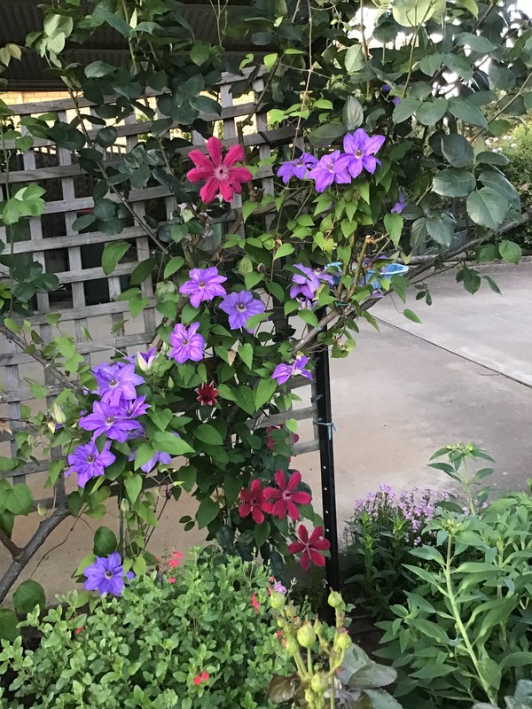 'Allanah' clematis, click to enlarge 'Allanah' clematis photo
