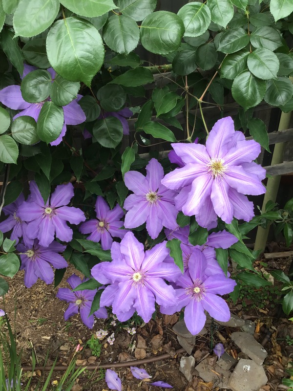 'C. 'Kathleen Wheeler'' clematis, click to enlarge 'C. 'Kathleen Wheeler'' clematis photo