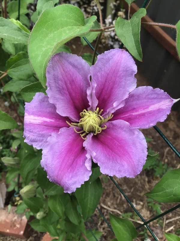 'Piilu' clematis, click to enlarge 'Piilu' clematis photo