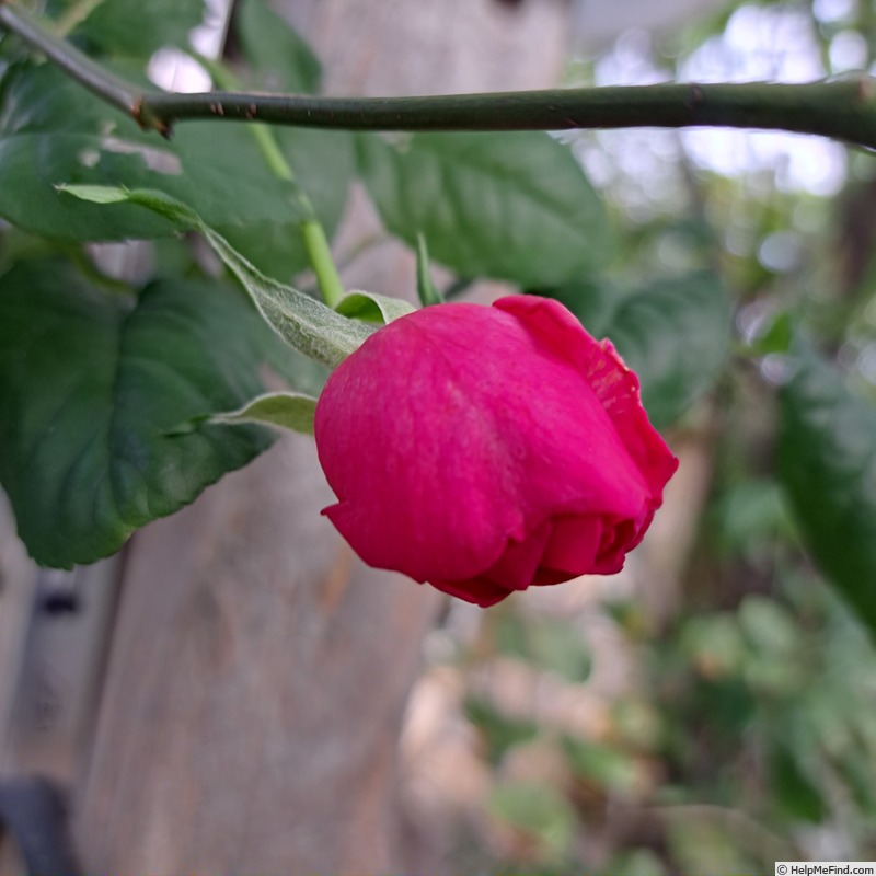 'Young Lycidas' rose photo