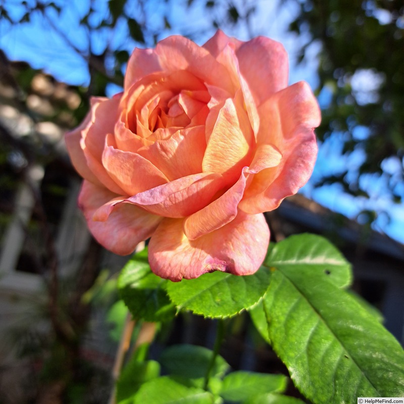 'Château de Canon®' rose, click to enlarge 'Château de Canon®' rose photo