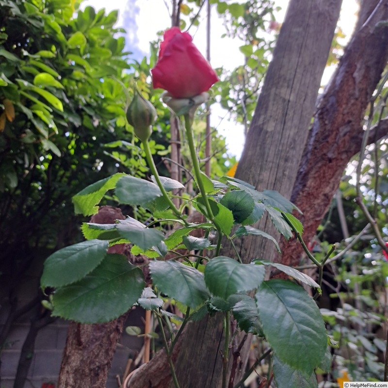 'Princess Alexandra of Kent' rose photo