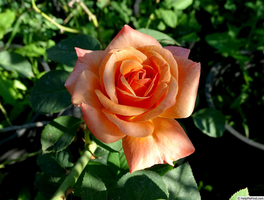 'Arizona (grandiflora, Swim & Weeks, 1973)' rose, click to enlarge 'Arizona (grandiflora, Swim & Weeks, 1973)' rose photo