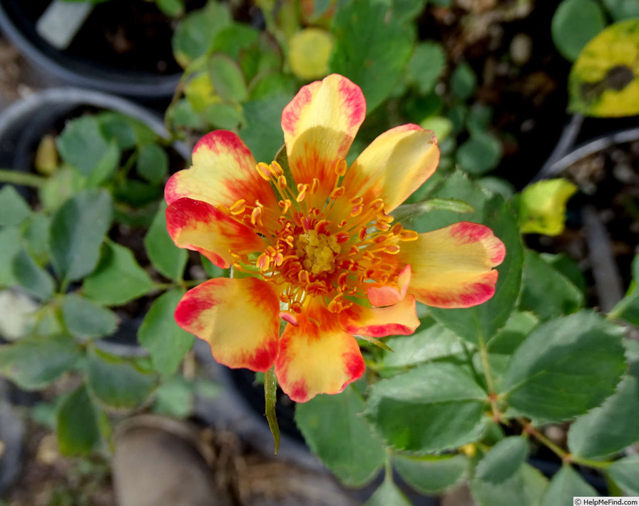 'Art Nouveau (floribunda, James 2009)' rose, click to enlarge 'Art Nouveau (floribunda, James 2009)' rose photo