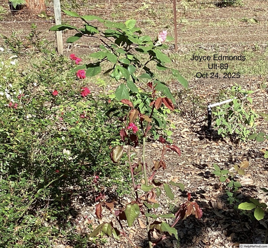 'Joyce Edmonds' rose, click to enlarge 'Joyce Edmonds' rose photo