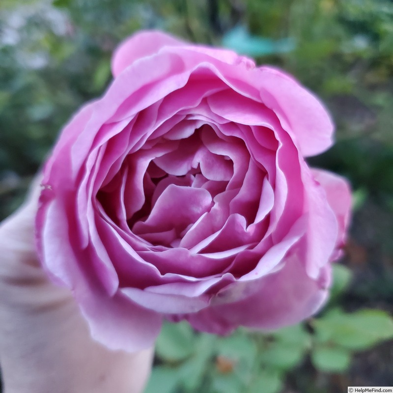 'Queen of Elegance ™' rose, click to enlarge 'Queen of Elegance ™' rose photo