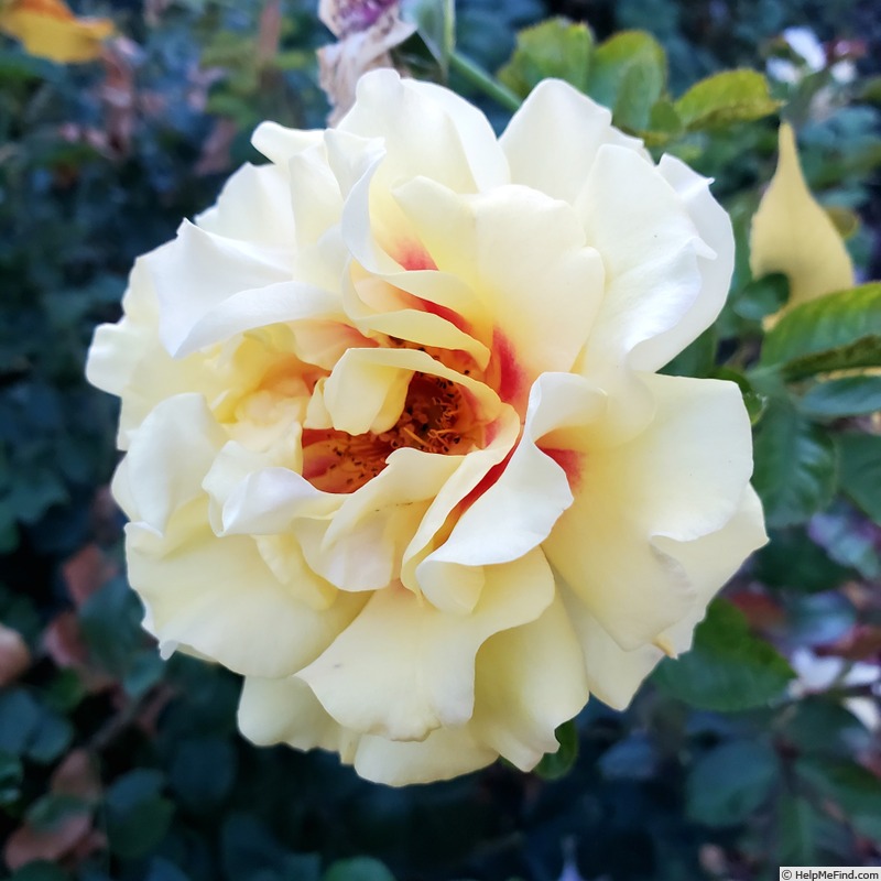 'Rise Up™ Ringo ®' rose, click to enlarge 'Rise Up™ Ringo ®' rose photo